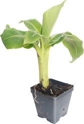 Quinn's Fins Truly Tiny Banana Live Pond Plant