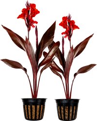Quinn's Fins Australia Canna Live Pond Plant, 2 count
