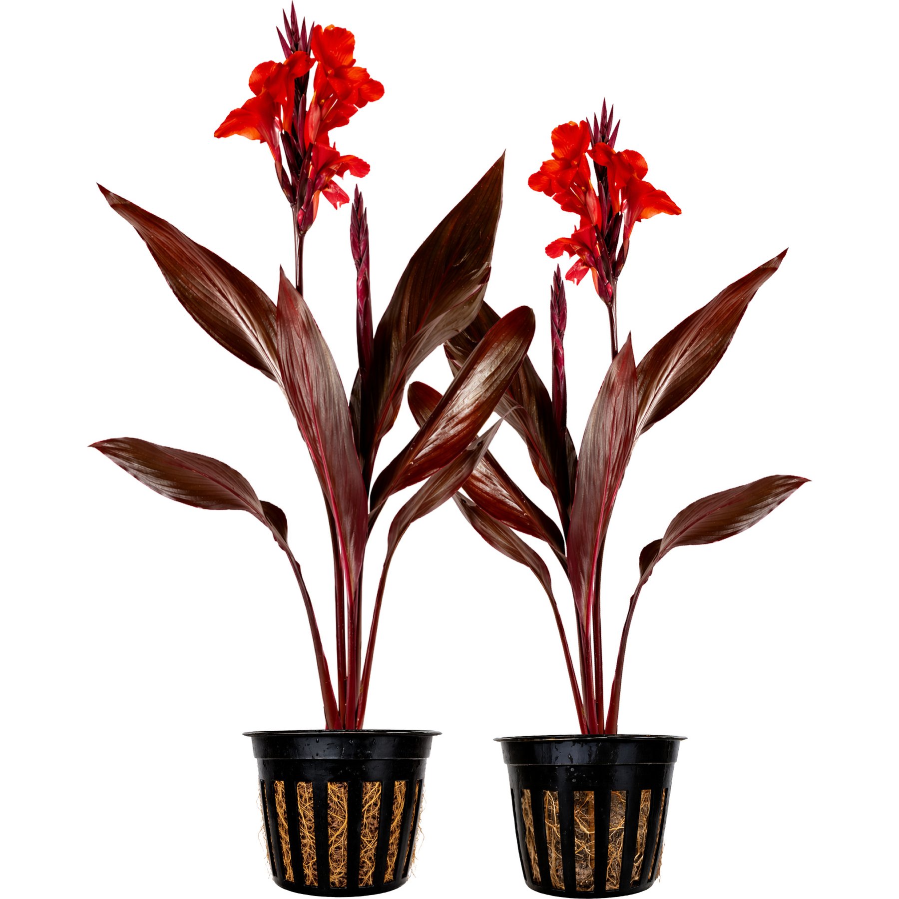 Quinn's Fins Australia Canna Live Pond Plant, 2 count