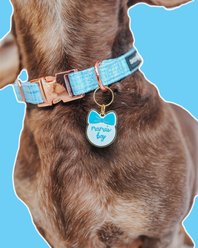 Sassy Woof Mama's Boy Collar Dog ID Tag, Light Blue slide 2 of 5