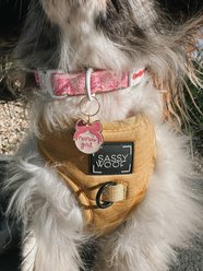 Sassy Woof Mama's Girl Collar Dog ID Tag, Light Pink slide 2 of 6