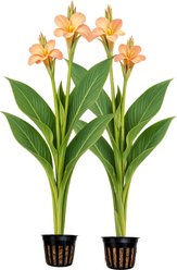 Quinn's Fins Peach Delight Canna Live Pond Plant, 2 count
