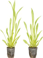 Quinn's Fins Crushed Ice Sagittaria Live Pond Plant, 2 count