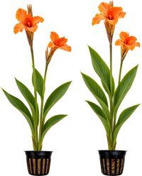 Quinn's Fins Taney Canna Live Pond Plant, 2 count