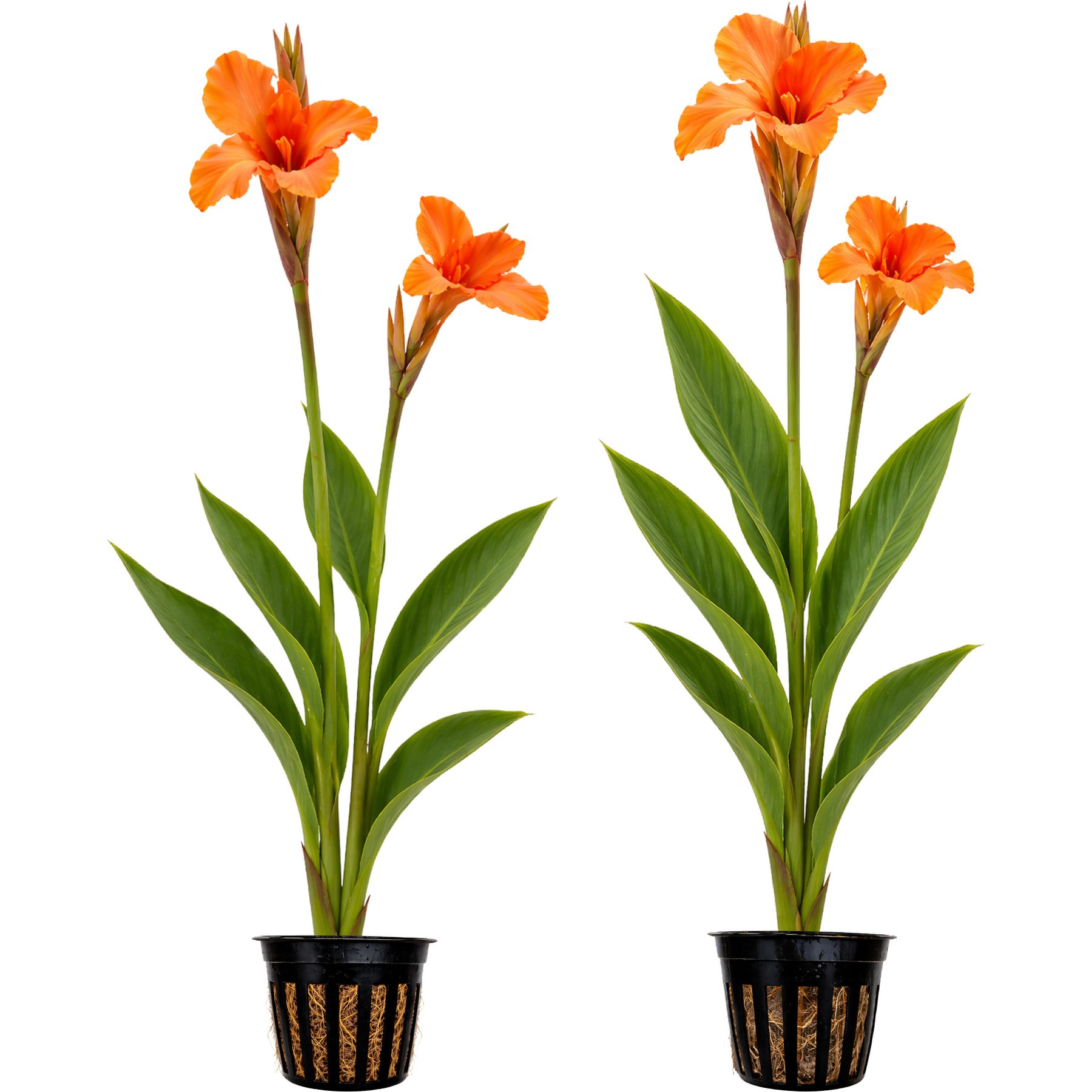 Quinn's Fins Taney Canna Live Pond Plant, 2 count