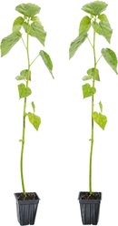Quinn's Fins White Water Hibiscus Live Pond Plant, 2 count