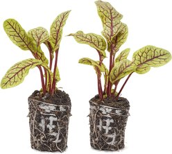 Quinn's Fins Bloody Dock Live Pond Plant, 2 count