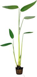Quinn's Fins Thalia Dealbata Live Pond Plant