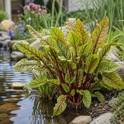 Quinn's Fins Bloody Dock Live Pond Plant, 2 count slide 2 of 3