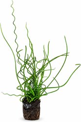 Quinn's Fins Corkscrew Rush Marginal Live Pond Plant