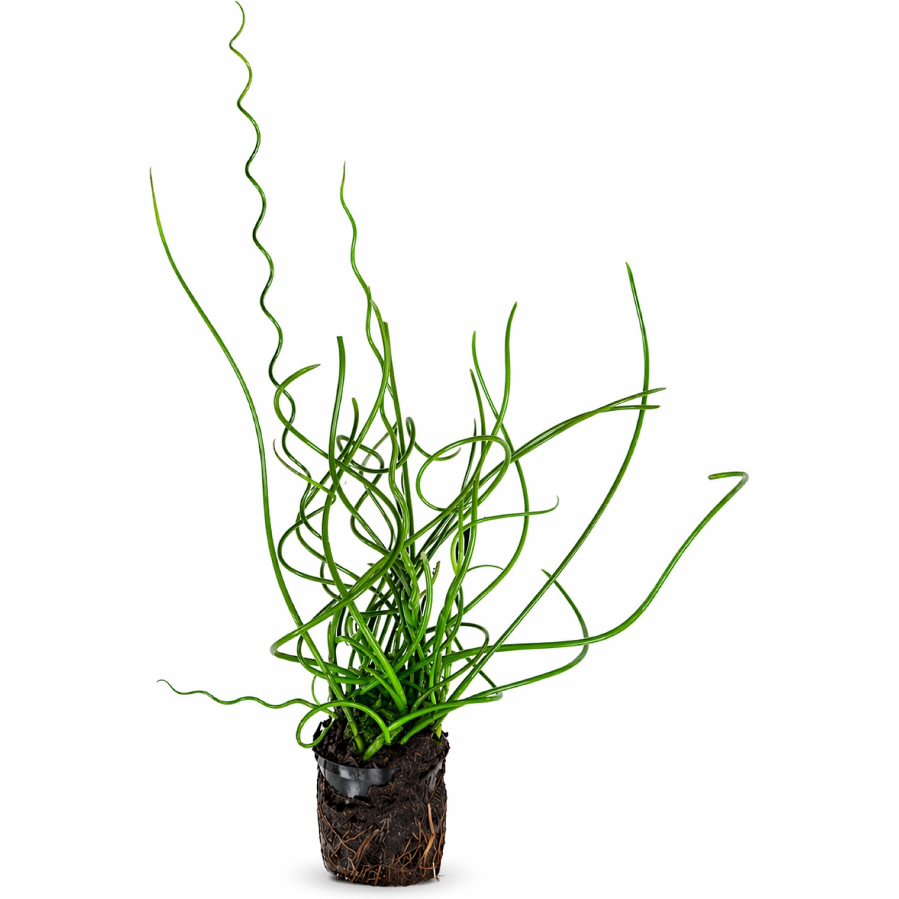 Quinn's Fins Corkscrew Rush Marginal Live Pond Plant