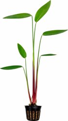 Quinn's Fins Red Stem Thalia Live Pond Plant