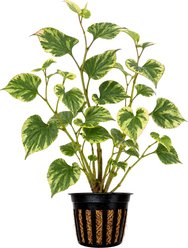 Quinn's Fins Houttuynia Chameleon Live Pond Plant