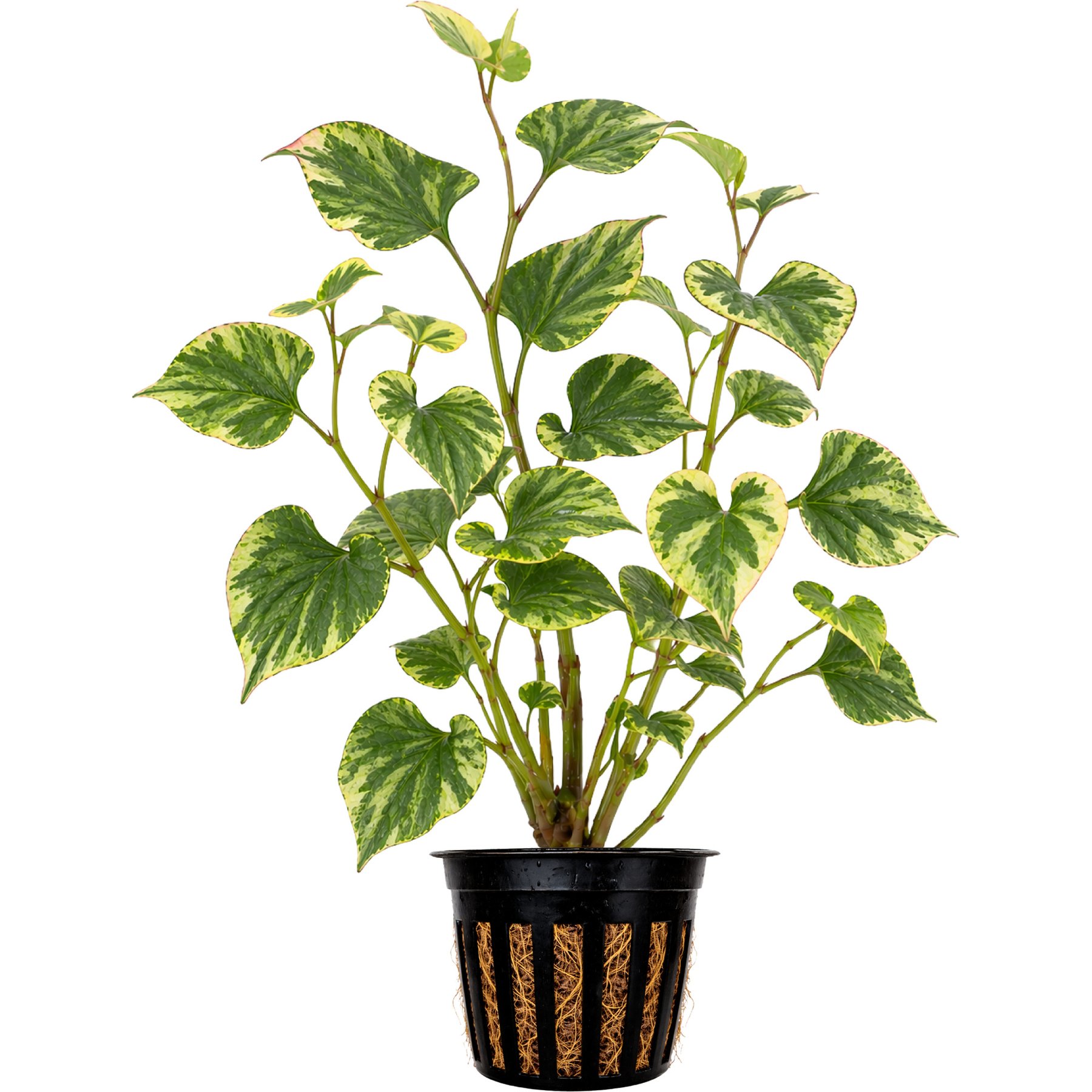 Quinn's Fins Houttuynia Chameleon Live Pond Plant