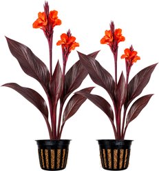 Quinn's Fins King Humbert Canna Live Pond Plant, 2 count