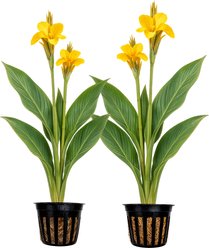 Quinn's Fins Ra Yellow Canna Live Pond Plant, 2 count