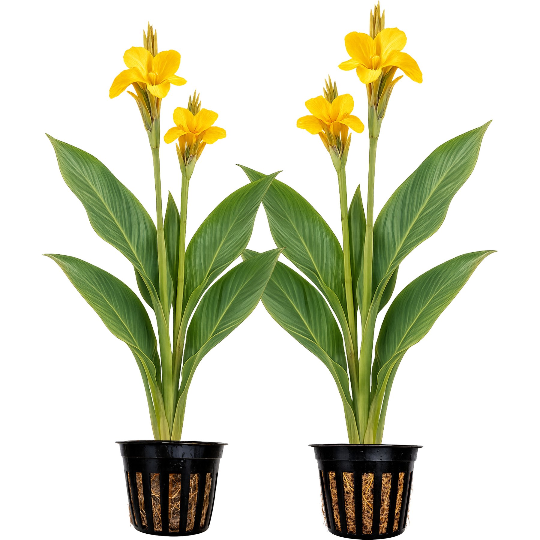 Quinn's Fins Ra Yellow Canna Live Pond Plant, 2 count