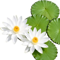 Quinn's Fins Tropical Nightblooming Water Lily Live Pond Plant, White