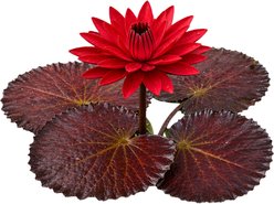 Quinn's Fins Tropical Nightblooming Water Lily Live Pond Plant, Red