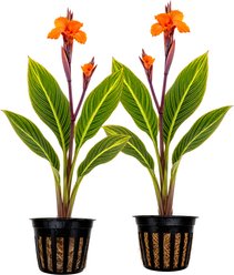 Quinn's Fins Bengal Tiger Canna Live Pond Plant, 2 count slide 1 of 3