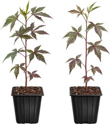 Quinn's Fins Red Water Hibiscus Live Pond Plant, 2 count slide 1 of 2