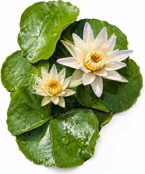 Quinn's Fins Tropical Water Lily Live Pond Plant, White