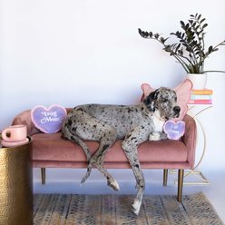 Bundle x Joy Mom Cuddle Heart Pillow Squeaky Plush Dog Toy, Purple slide 2 of 7