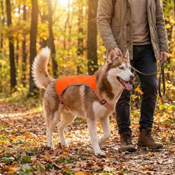 KONG Sport Ultra Lite Polyester Dog Safety Vest, Blaze Orange, Large slide 2 of 7