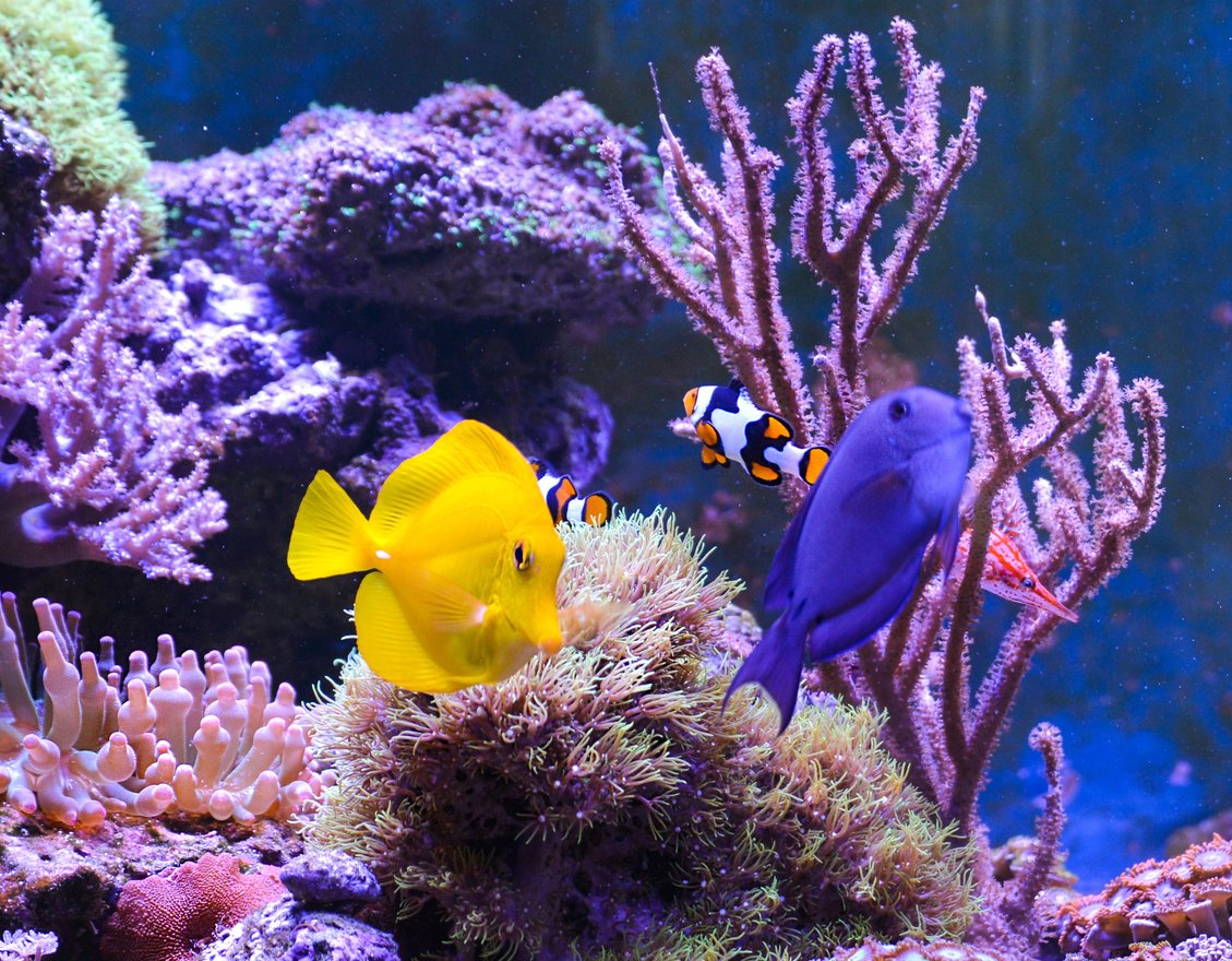 Saltwater Aquarium Fish Tank Supplies Chewy saltwater-aquarium-fish-tank-supplies-chewy