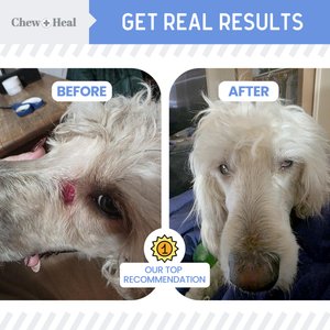 Chew + Heal Advanced Chlorhexidine Medicated Wound Care Spray for Dogs, 8-fl oz bottle