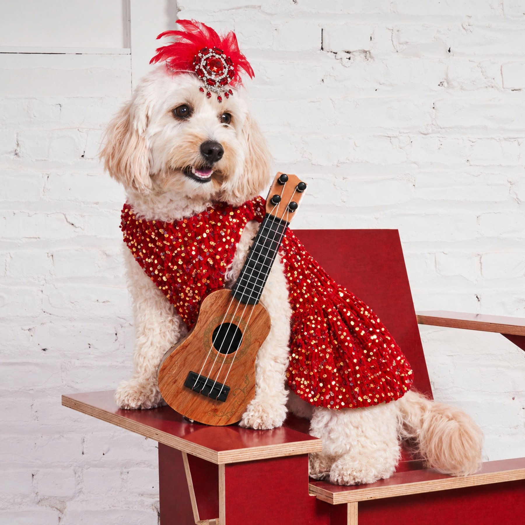Found My Animal Showgirl Dog & Cat Costume, Large