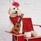 Show in main carousel: Found My Animal Showgirl Dog & Cat Costume, Medium slide 1 of 8