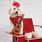 Showgirl Dog & Cat Costume, Small