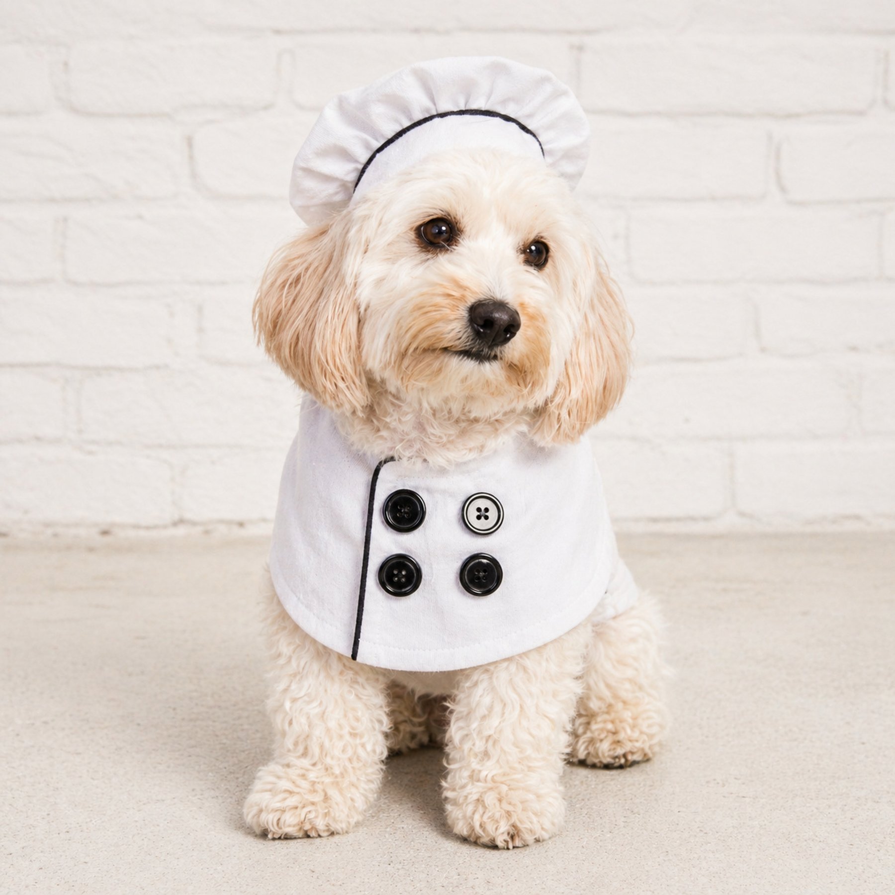 Found My Animal Chef Dog & Cat Costume, Medium