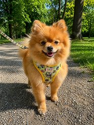Very Vintage Designs Soy Cute Eco-Friendly Step-In Vest Dog Harness, Green Multi, Small: 15 to 16-in chest slide 2 of 7