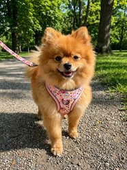 Very Vintage Designs Garden Party Eco-Friendly Step-In Vest Dog Harness, Pink Floral, Medium: 15.5 to 18-in chest slide 2 of 7
