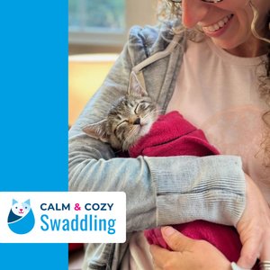 Calm & Cozy Cat Wrap Pro, Medium, Turquoise