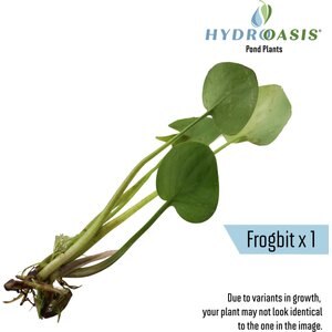 HydrOasis Floating Live Pond Plant Bundle