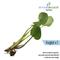 Show in main carousel: HydrOasis Floating Live Pond Plant Bundle slide 4 of 7