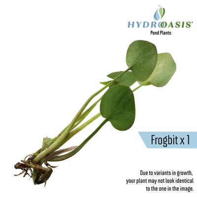 Show full view: HydrOasis Floating Live Pond Plant Bundle slide 4 of 7