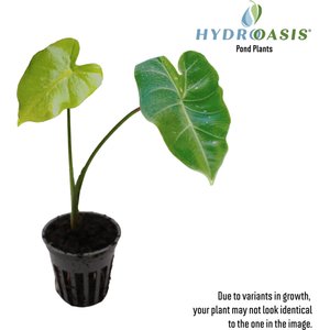 HydrOasis Green Taro Potted Live Pond Plant, 3 count