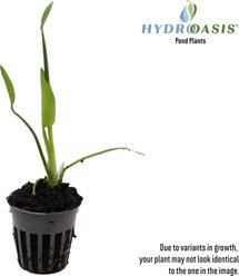 HydrOasis White Pickerel Rush Potted Live Pond Plant, 3 count slide 2 of 7