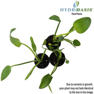 HydrOasis Pink Pickerel Rush Potted Live Pond Plant, 3 count