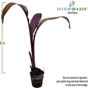 HydrOasis Assorted Canna Lily Potted Live Pond Plant, 3 count