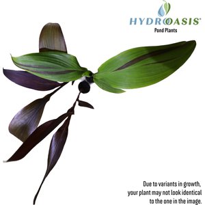 HydrOasis Assorted Canna Lily Potted Live Pond Plant, 3 count