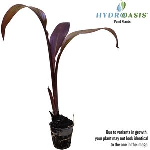 HydrOasis Assorted Canna Lily Potted Live Pond Plant, 3 count