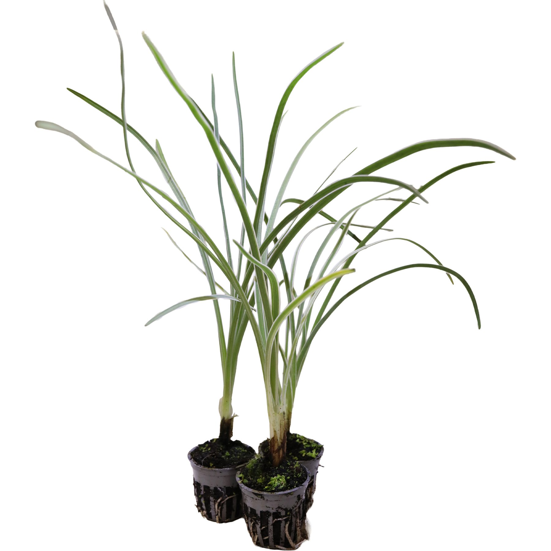 HydrOasis Society Garlic Potted Live Pond Plant, 3 count
