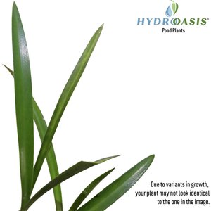 HydrOasis Spider Lily Potted Live Pond Plant, 3 count
