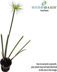 HydrOasis Dwarf Papyrus Potted Live Pond Plant, 3 count slide 2 of 6