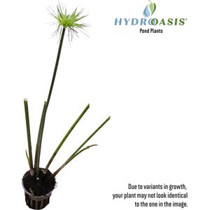 HydrOasis Dwarf Papyrus Potted Live Pond Plant, 3 count